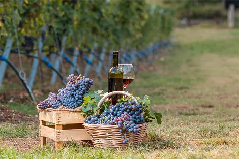 Vignoble Valpolicella