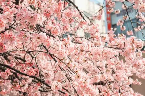 Circuit Tokyo, pulsations urbaines et instants suspendus