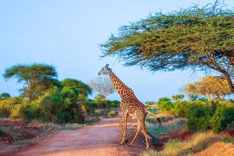 Girafe
