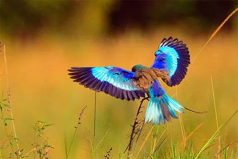 oiseau