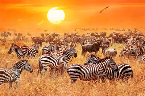 zèbres