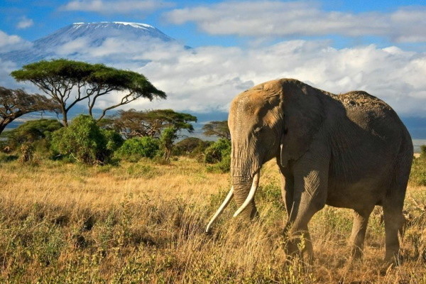 Kenya : Hôtel Leopard Beach Resort 5* + Safari 2 nuits