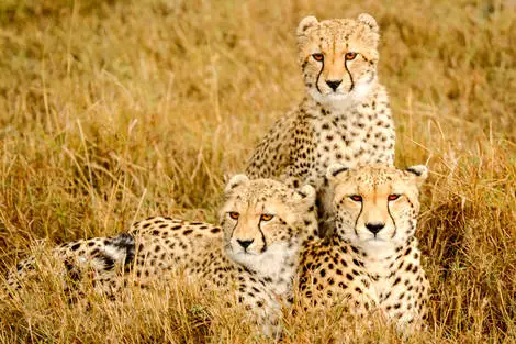 Combiné circuit et hôtel Neptune Paradise Beach Resort & Spa 4* avec 2 nuits au parc Tsavo Est/Ouest mombasa Kenya