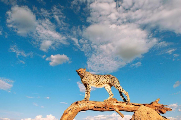 Kenya : Hôtel Neptune Village Beach Resort & Spa + Safari 1 nuit