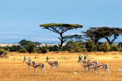 Kenya : Hôtel Neptune Village Beach Resort & Spa + Safari 3 nuits