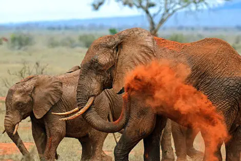 Combiné circuit et hôtel The One Watamu Bay Resort 4*avec 1 nuit Tsavo Est mombasa Kenya