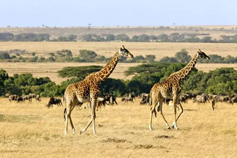 Circuit Explorations du Kenya 100% Safari nairobi Kenya