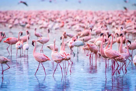 flamants roses