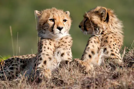 Combiné circuit et hôtel Safari Masai Mara (4 nuits) + extension au Neptune Palm Beach Boutique Resort & Spa ukunda Kenya