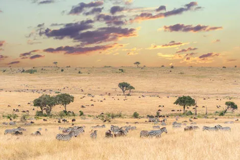 savane et zèbres