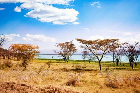 savane2