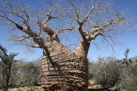 Baobab à Anakao