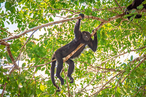 Singe