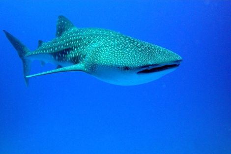 Requin Baleine aux Maldives