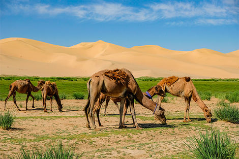Dune de Khongor