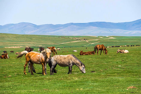 Khujirt