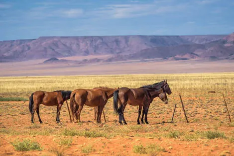 Chevaux sauvages d'Aus