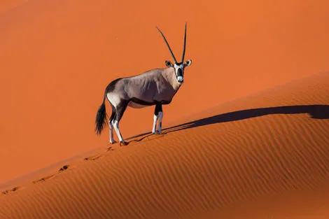 Désert de Namib