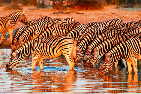 Parc National d'Etosha