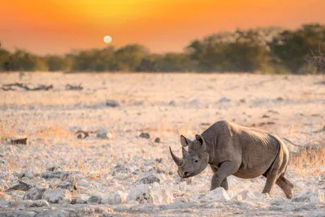 Parc national Etosha