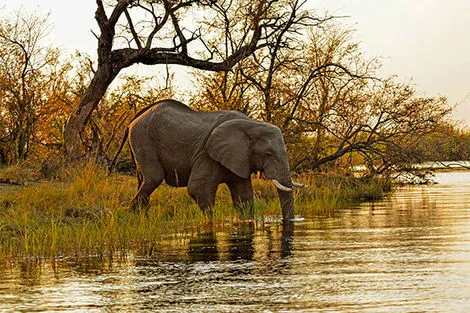 Rivière Kwando - région Caprivi