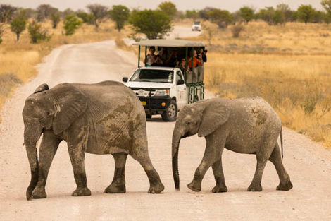 Safari