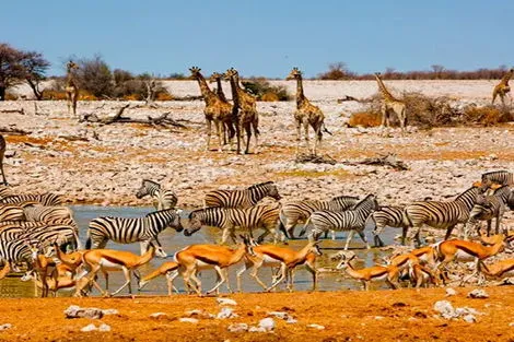 Circuit Namibie : safaris et rencontres Windhoek Namibie