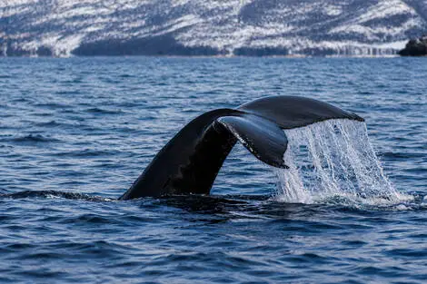 Circuit Aventure arctique en Laponie Norvégienne tromso Norvege