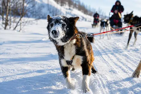 Circuit Aventure arctique en Laponie Norvégienne tromso Norvege