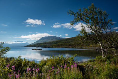 lac