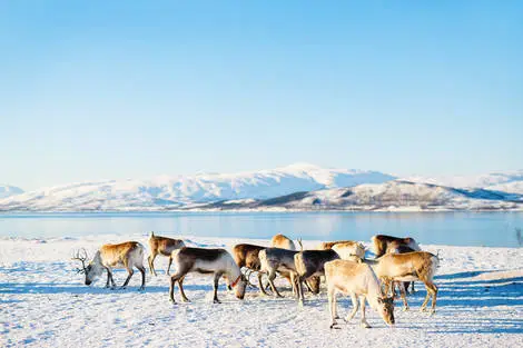 Circuit Aventure arctique en Laponie Norvégienne tromso Norvege