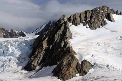 glacier fox