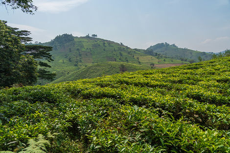 Bwindi