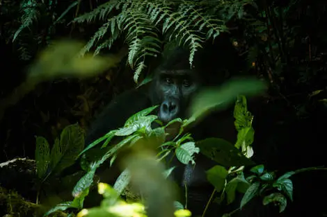 Circuit Au coeur des forêts de brume : l'Ouganda des primates
