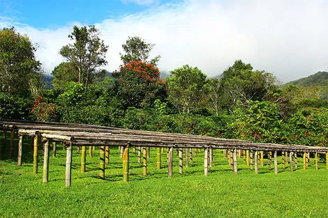 Cafe - A coffee farm in Boquete