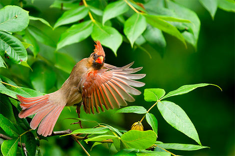 Oiseau - Parc National Gamboa