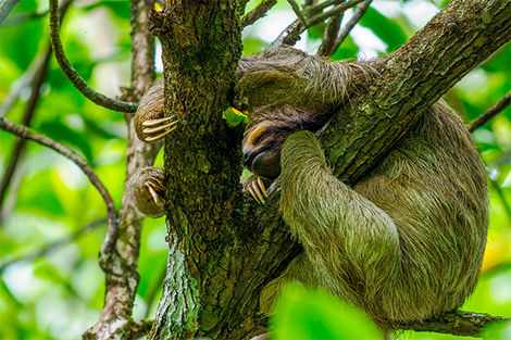 Paresseux - Parc National Gamboa