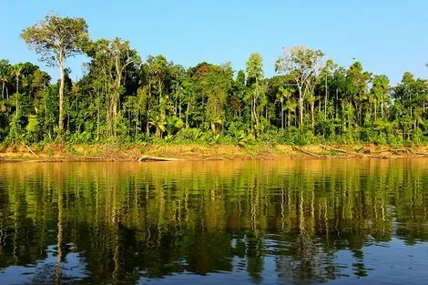 Forêt d'Amazonie