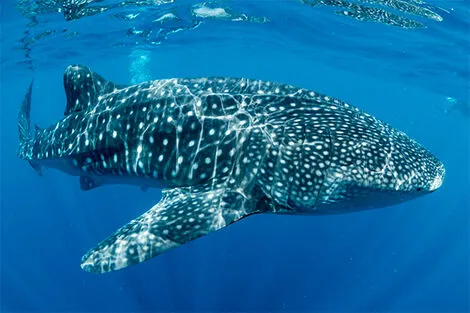 Baleine requin, Oslob