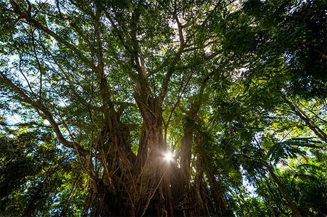 Balete Tree in Siquijor