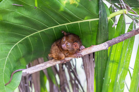 Tarsier