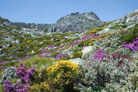 Serra da Estrela
