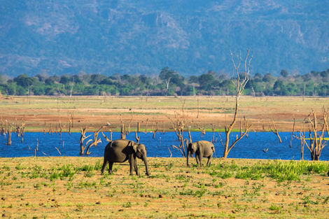 Udawalawe