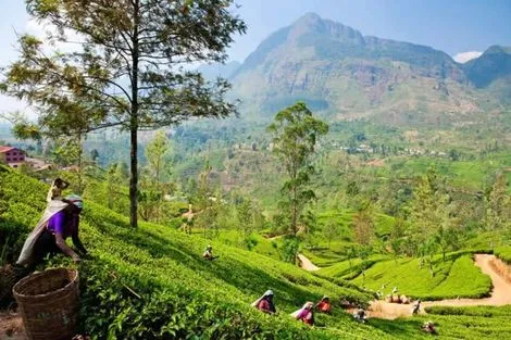 Cueillette de thé Nuwara Eliya