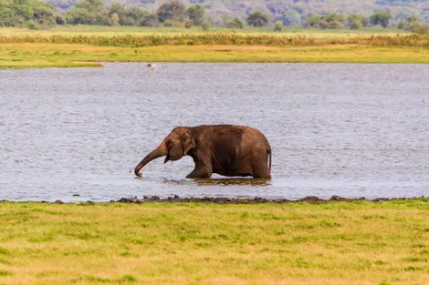 Eléphant