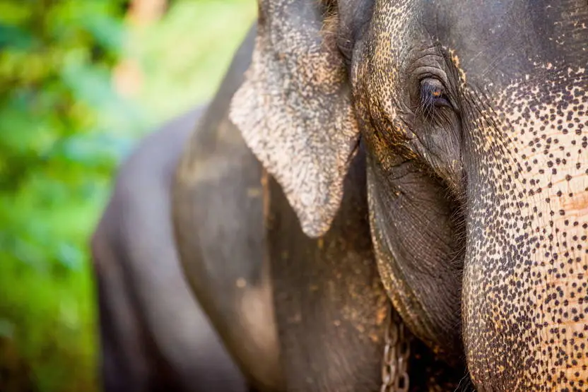 Sri Lanka