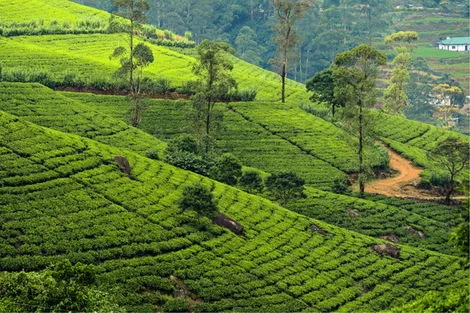 Circuit L'essentiel du Sri Lanka et plage de Kalutara colombo Sri Lanka