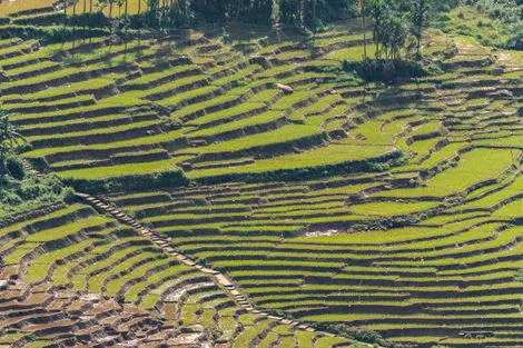 Rizières