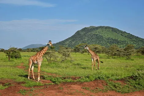 Combiné circuit et hôtel Des Lodges de Tanzanie à l'Archipel de Zanzibar, plage de Matemwe arusha Tanzanie