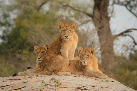 lions
